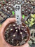 Gymnocalycium M. Purple vaso 9 cod 67 - comprar online