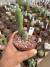 Trichocereus Bridgesii Monstruoso ‘Cacto Penis” vaso 11 Cod 9 - comprar online