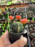 Astrophytum Variegata vaso 7 Cod 11 - sjplantas