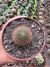 Rebutia Fulviseta vaso 9 - comprar online