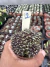 Gymnocalycium Mihanovichii Cristata vaso 7 Cod 2 - comprar online