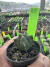 Astrophytum kikko vaso 7 Cod 25