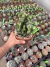 Euphorbia Láctea Cristata vaso 14 cod 3 na internet