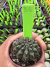 Gymnocalycium Thornless Vaso 6 Cod 56