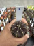 Gymnocalycium M. Purple vaso 6 cod 1