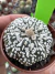 Astrophytum Asteria vaso 6 cod 267