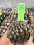 Gymnocalycium Mihanovichii Cristata vaso 7 cod 11 - comprar online