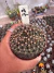Gymnocalycium Mihanovichii Cristata vaso 9 Cod 72