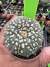 Astrophytum Asteria vaso 6 cod 86