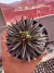 Echeveria Lutea Marrom vaso 11