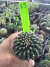 Gymnocalycium Thornless Vaso 6 Cod 15