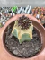 Mammilaria Luethyi enxertada vaso Vaso 7