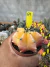 Gymnocalycium Mihanovichii variegata vaso 9 Cod 64