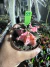 Gymnocalycium Mihanovichii variegata vaso 9 Cod 59