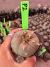 Lophophora Willamsii var Texana vaso 9 P2 - comprar online