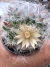 Mammilaria Bocasana vaso 7 - comprar online