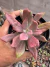 Echeveria Diamond States vaso 9 - comprar online