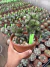 Euphorbia Láctea Cristata vaso 14 cod 5 na internet