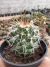 Mammilaria Compressa vaso 6 na internet