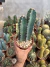 Cereus Peruvianus vaso 14 - comprar online