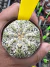 Astrophytum Asterias V-type Super Kabuto Vaso 6 cod 99