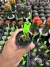 Astrophytum variegata vaso 7 cod 4 na internet