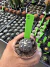 Astrophytum asteria Purple vaso 6 Cod 1 - comprar online