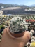 Mammilaria Duwei vaso 7 na internet
