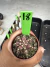 Gymnocalycium T- Rex vaso 6 cod 18 na internet