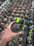 Sulcorebutia Rauschii vaso 9 Cod 15 - comprar online