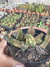 Huernia Zebrina Variegata vaso 9 sortidas - comprar online