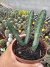 Euphorbia heterochroma Vaso 11 - comprar online