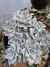 Echeveria Crispaty beuat cuia 18 - comprar online