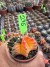 Gymnocalycium variegata raiz própria vaso 6 cod 246 - comprar online