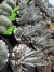 Haworthia attenuata var Zebrina vaso 11 - sjplantas