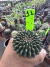 Gymnocalycium Thornless Vaso 6 Cod 11