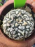 Astrophytum Asterias V-type Super Kabuto Vaso 6 cod 69 - comprar online