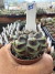 Gymnocalycium Híbrido Daydream vaso 6 Cod 85 - comprar online