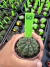 Gymnocalycium Thornless Vaso 6 Cod 60 - comprar online