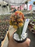 Gymnocalycium Variegata exertado vaso 11 Cod 3