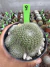 Rebutia Kraizinziana vaso 11 cod 9 na internet