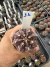 Gymnocalycium Híbrido Daydream vaso 6 Cod 11 - comprar online
