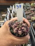 Gymnocalycium Híbrido Daydream vaso 6 Cod 37