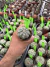 Astrophytum Asteria vaso 6 cod 47 - comprar online