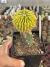 Stenocactus Variegata Exertado vaso 12 - comprar online