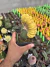 Trichocereus Pachonoi Cristata Variegata Exertada vaso 12 cod 2 - sjplantas