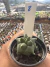 Astrophytum Kikko vaso 6 cod 8