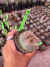 Lophophora Willamsii var Texana vaso 9 P2 - sjplantas