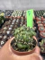 Gymnocalycium Mihanovichii Cristata vaso 7 Cod 7 - comprar online