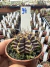 Gymnocalycium Híbrido Daydream vaso 6 Cod 94 - comprar online